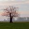 Einsamer Baum in der Marsch