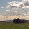 Am Elbdeich bei Hohenhorst / Haselau