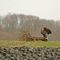 Freilebender Seeader im Naturschutzgebiet Haseldorfer Binnenelbe mit Elbvorland