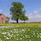 Haseldorf - Blumenwiese vor dem Gutshof