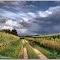 Bedrohliche Wolken über den Maisfeldern