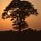 Poe-Tree