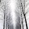 Allee im Nebel - 1982
