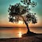 Beautiful tree, beautiful sunset