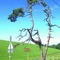 Mein Freund der Baum ...
