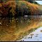 #55 Fall colors on the riverbank