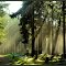  Walk in the woods