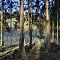 Enlightening the Forest