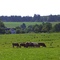 Oberhövels