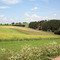 Sommerwiese bei Brilon