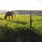 Grazing Land