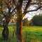 Lengthening of twilight shadows, desperate to catch the sun, standing still in evening meadows -  yes, the sunset has begun...