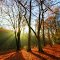 Autumn colors, Limberg, Menden, Germany