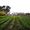 gilltract farm, albany - ca