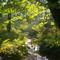 {©RH} kleiner Bach im Wald
