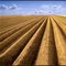 Looking forward to a rich harvest of potatoes