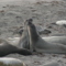 Elephant Seals
