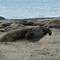 elephant seals