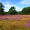 Auch in der Senne blüht die Heide