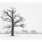 Münsterlandwinter