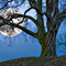 Mond hinter mystischen Baum in Stromberg