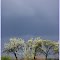 Obstbäume im April