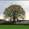Baum im Frühjahr
