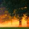 Expressiv misty morning
