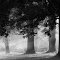 Rays & Trees: I hope it will be a wonderful day!