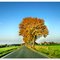 NEUENGESEKER HEIDE - NRW - DEUTSCHLAND - GERMANY