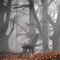 Among the giants of forest