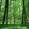 Early Spring Green. Allacher Forst, 2010