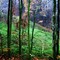 Wald bei Passau - Herbst