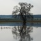 Another sad winter tree picture ;-))