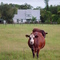 cows on English homestead, oldest house in Lee county, Alva Fla (8-2008)
