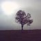 Baum im Nebel