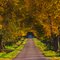 Allee im Herbst / alley in autumn
