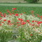 Sommerblumen bei Heimertingen