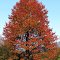 Wildkirsche im Herbst  Okt2012