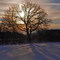 Baum