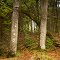 Do legst di nieder - Ein Baum wächst durch eine Buche!