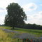 Kornblumenwiese