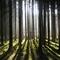 Wald