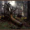 Őserdő - The Forest (1990)