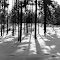 Sonne im Winterwald