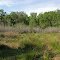Broad marshy bottom of the sinkhole
