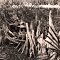 Along the shore of the Silver River--cypress knees and palm fronds