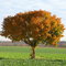 Herbstliche Farbenpracht bei Dettingen