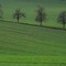 Schellenberg