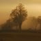 Misty morning impression